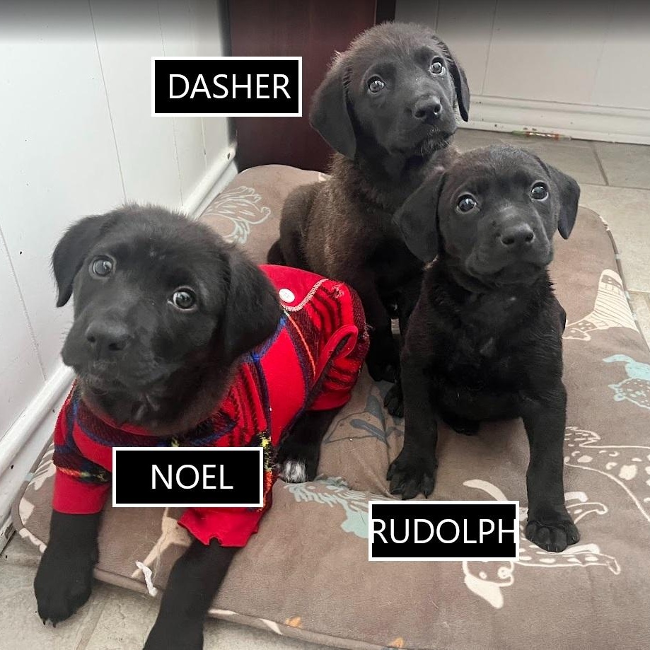 Enlarge Noel - Lab pup girl, an adoptable mixed breed in Plano, TX image 2/6