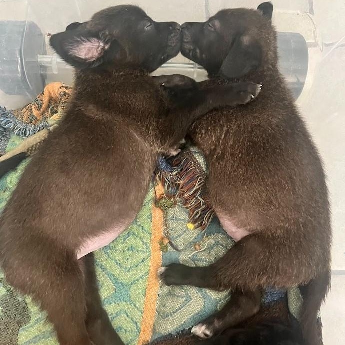 Enlarge Noel - Lab pup girl, an adoptable mixed breed in Plano, TX image 3/6