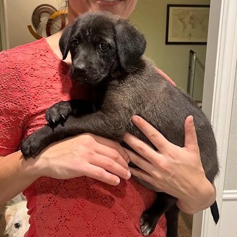 Enlarge Noel - Lab pup girl, an adoptable mixed breed in Plano, TX image 4/6