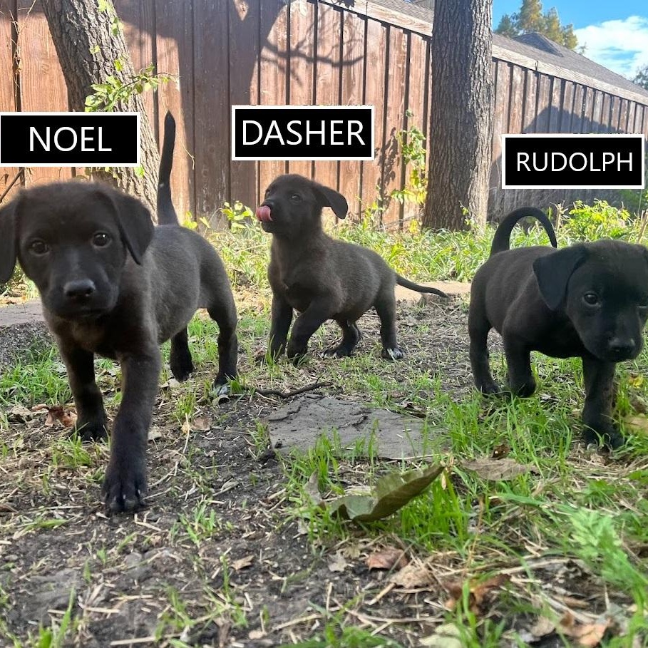 Enlarge Noel - Lab pup girl, an adoptable mixed breed in Plano, TX image 5/6