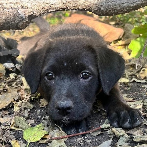 Enlarge Noel - Lab pup girl, an adoptable mixed breed in Plano, TX image 1/6