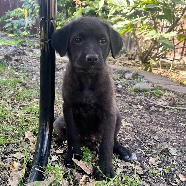 Enlarge Noel - Lab pup girl, an adoptable mixed breed in Plano, TX image 6/6
