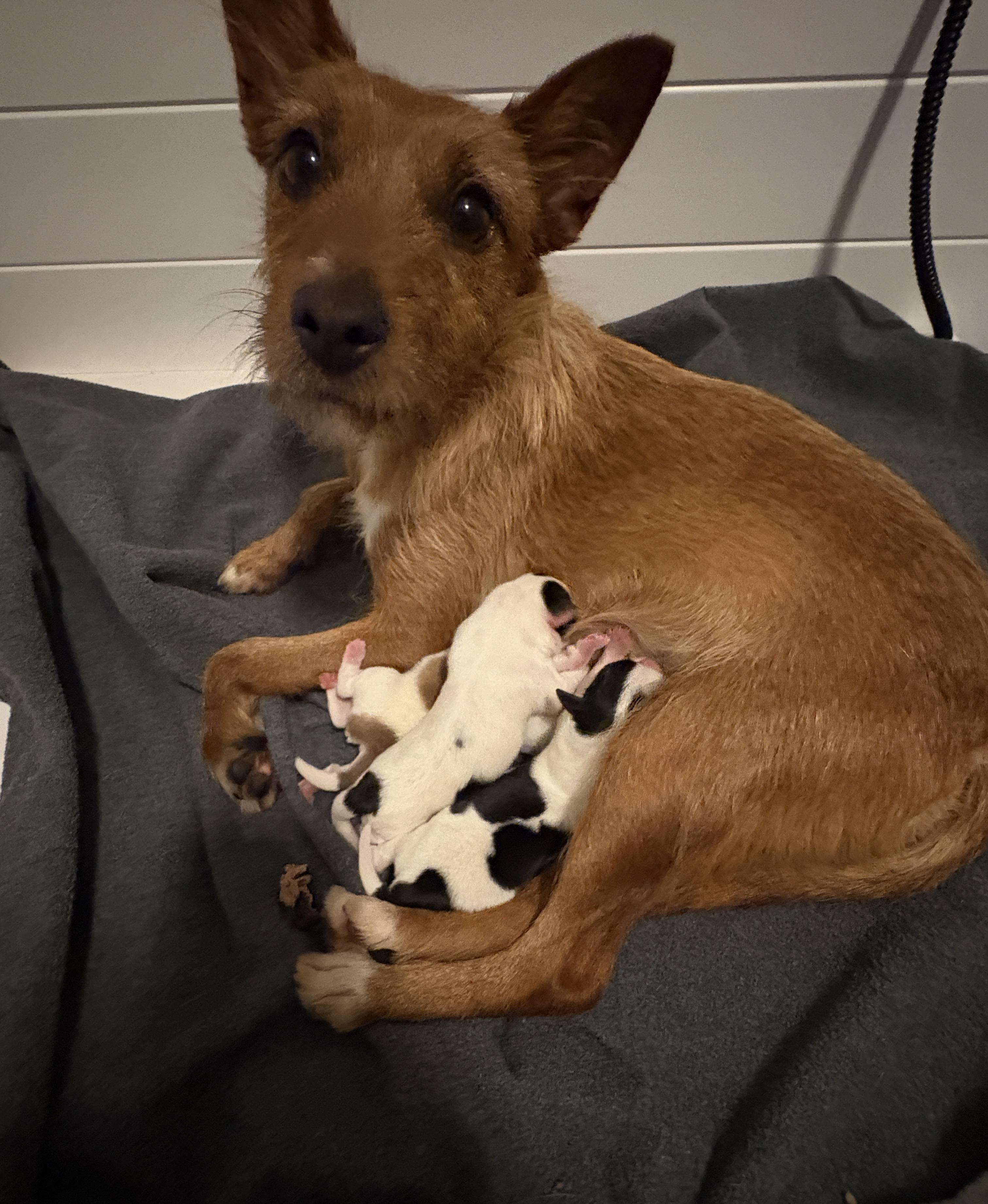 Enlarge Frazzle, a ADOPTABLE mixed breed in White Lake, MI image 2/5