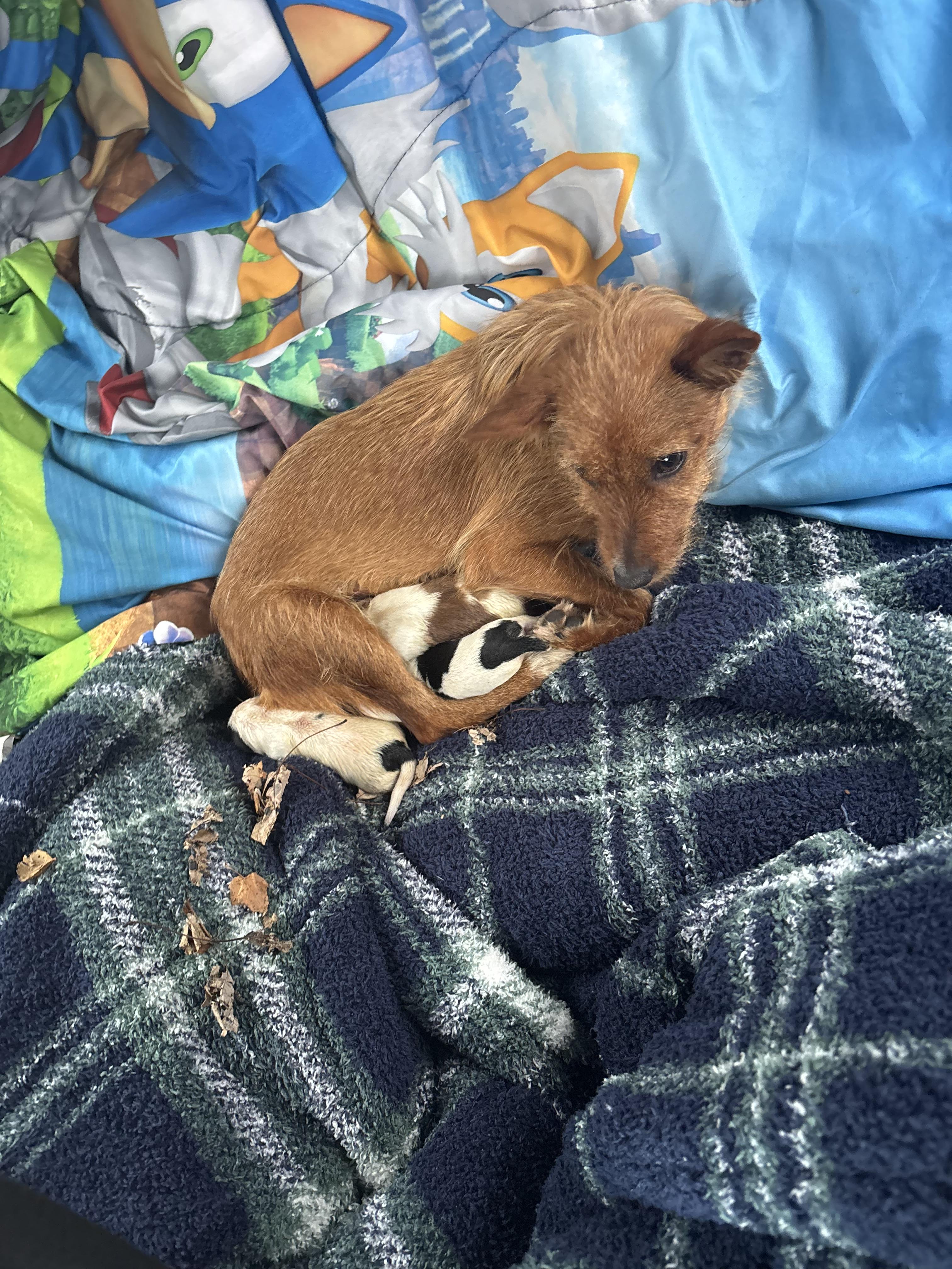 Enlarge Frazzle, a ADOPTABLE mixed breed in White Lake, MI image 3/5