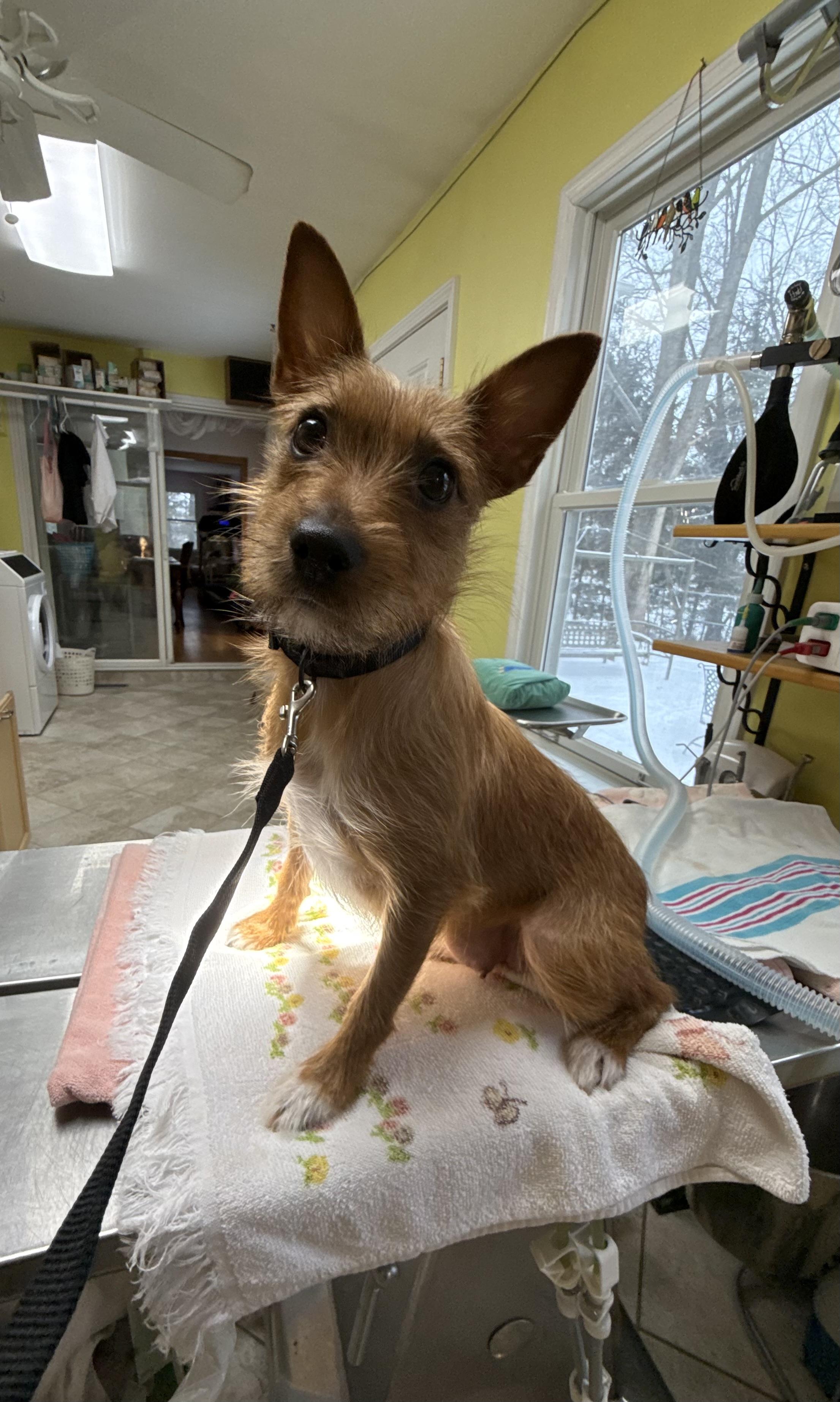 Enlarge Frazzle, a ADOPTABLE mixed breed in White Lake, MI image 1/5