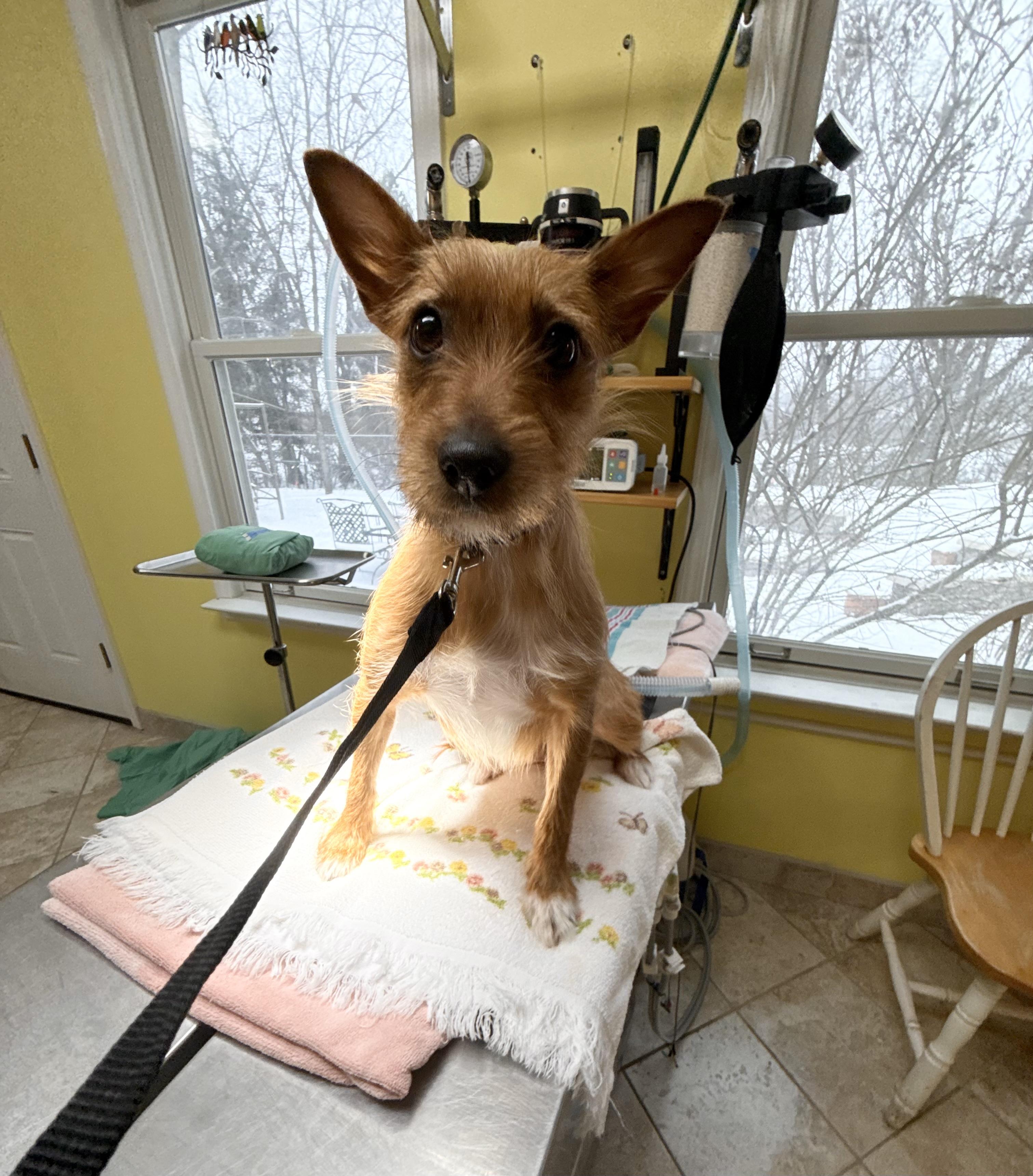 Enlarge Frazzle, a ADOPTABLE mixed breed in White Lake, MI image 5/5