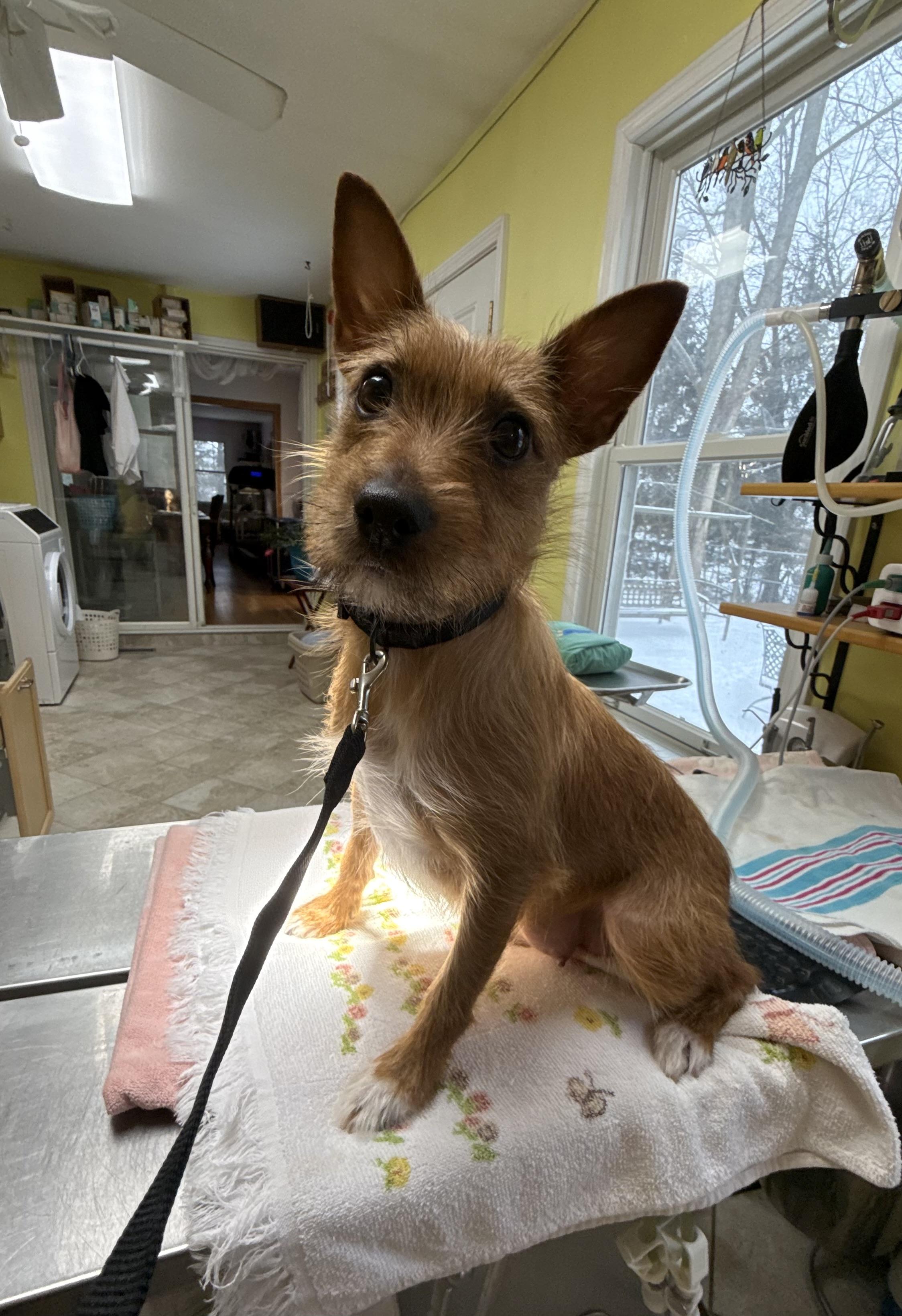 Enlarge Frazzle, a ADOPTABLE mixed breed in White Lake, MI image 4/5