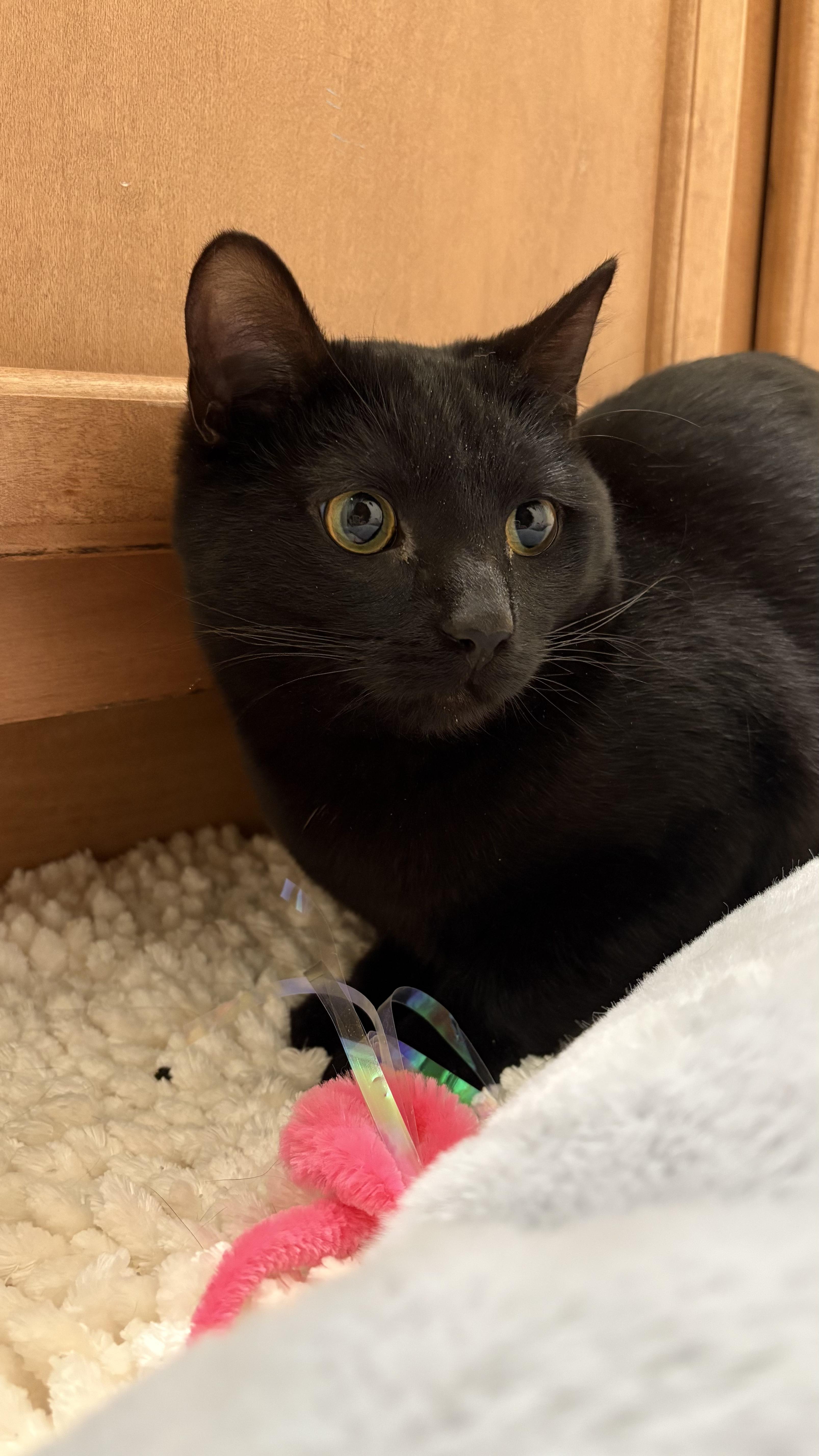 Enlarge Biscuit, a ADOPTABLE Domestic Short Hair in Columbus, OH image 1/5