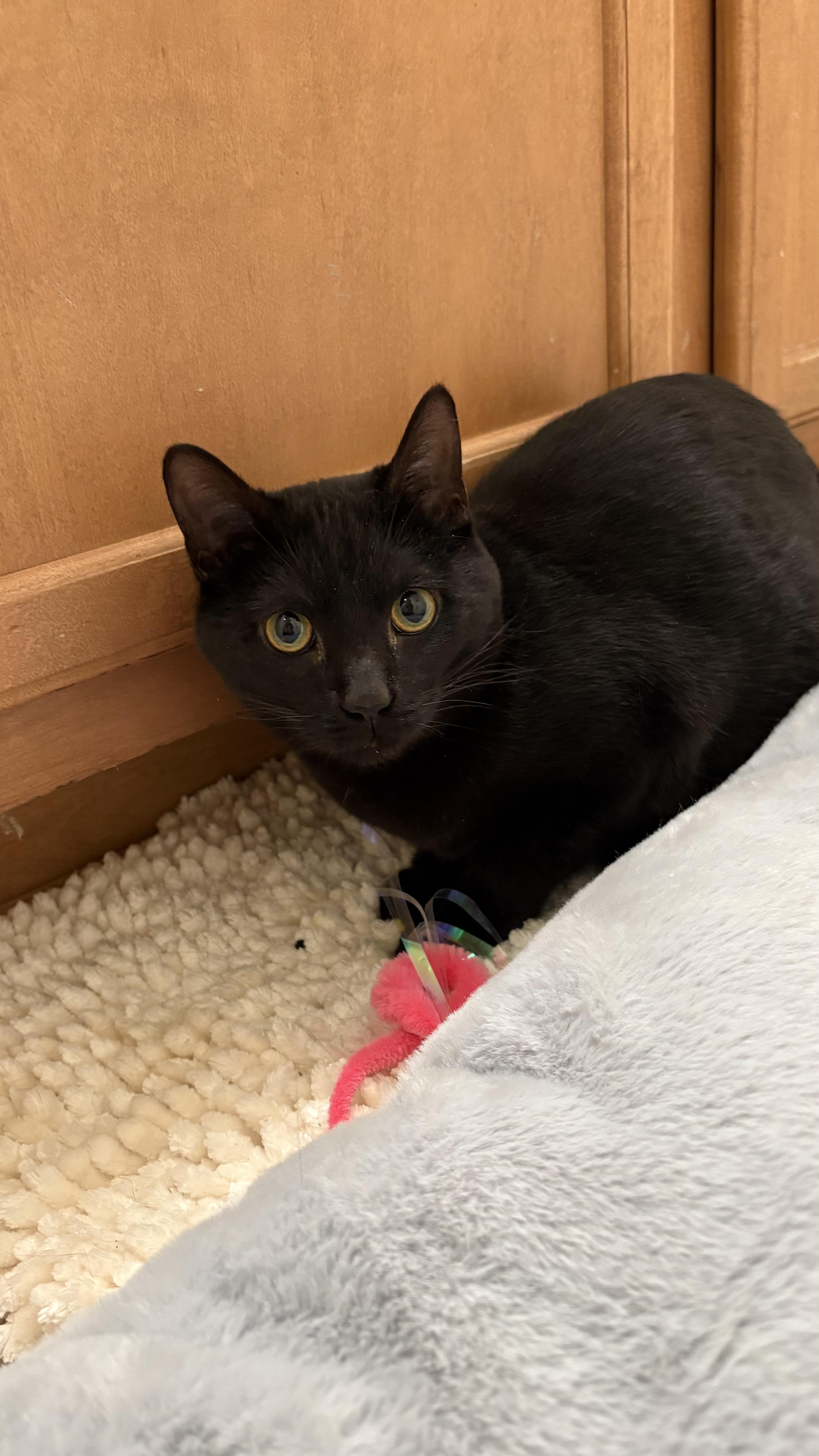 Enlarge Biscuit, a ADOPTABLE Domestic Short Hair in Columbus, OH image 4/5