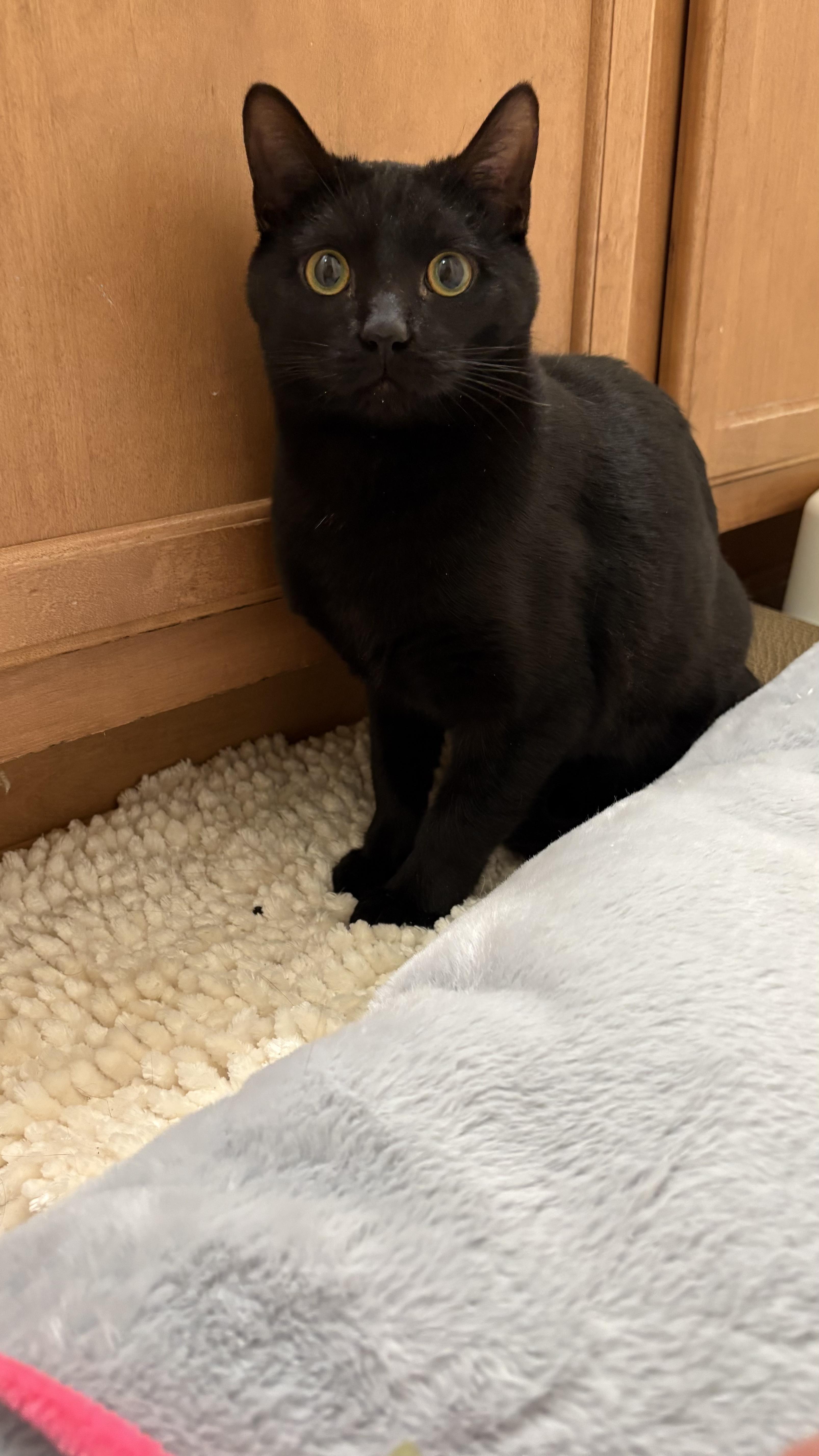 Enlarge Biscuit, a ADOPTABLE Domestic Short Hair in Columbus, OH image 3/5