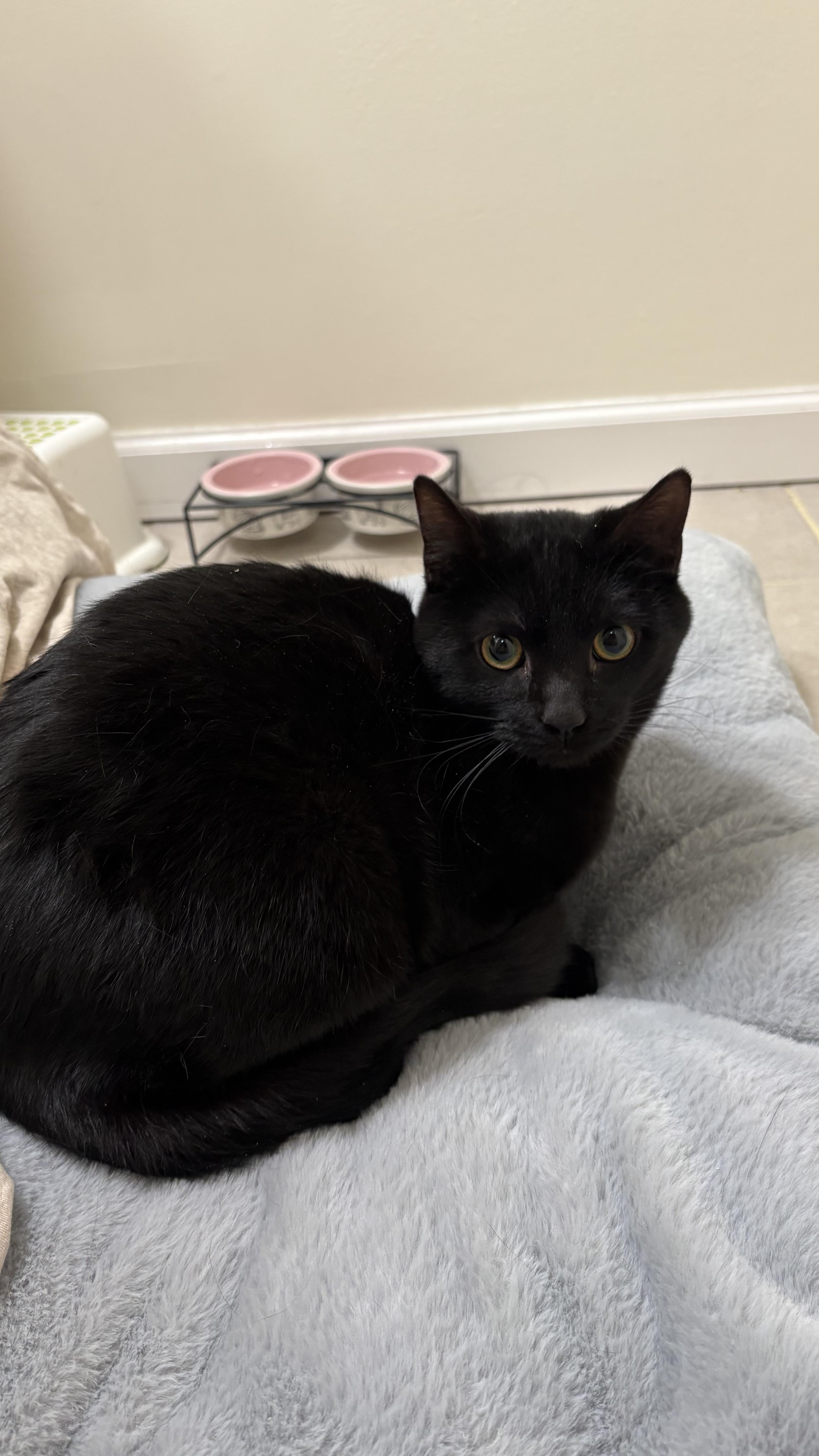 Enlarge Biscuit, a ADOPTABLE Domestic Short Hair in Columbus, OH image 2/5