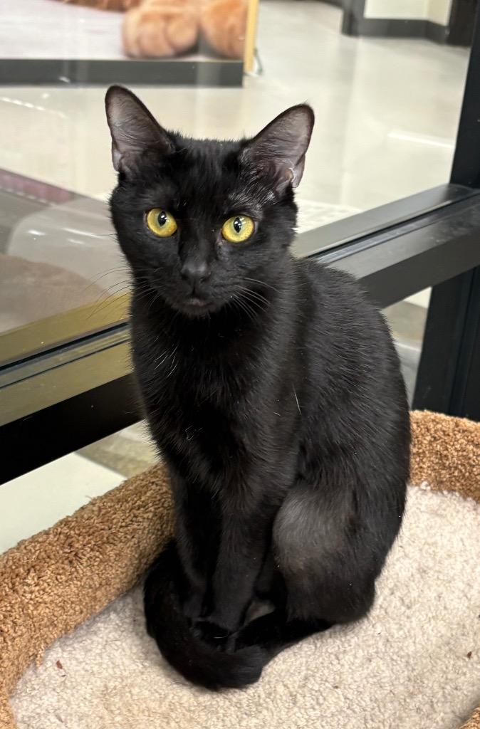 Olala / AC 27819 A, a Adoptable mixed breed in Greeneville, TN image 1/2