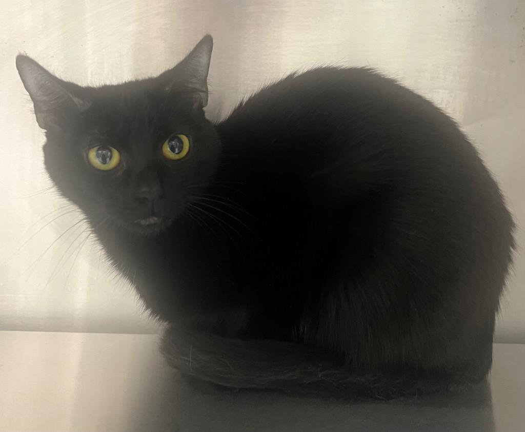 Enlarge Olala / AC 27819 A, a Adoptable mixed breed in Greeneville, TN image 1/1