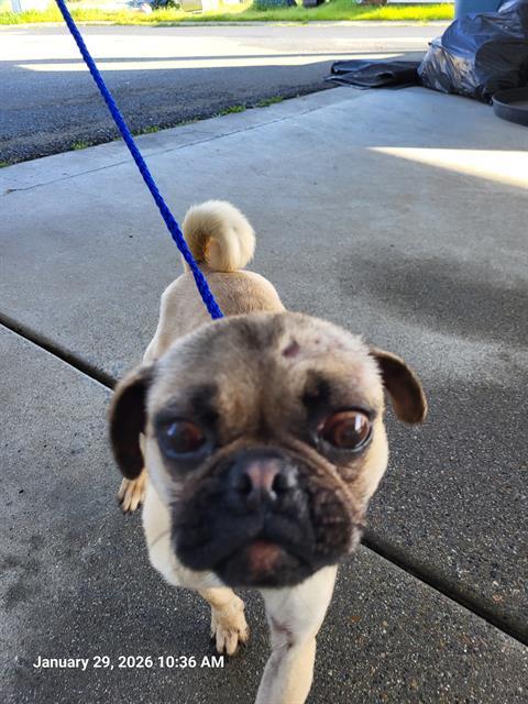 A132849, Adoptable, Young Male Pug & Mixed Breed.