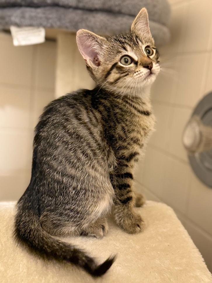 Enlarge Sir Milo, a Adoptable Domestic Short Hair in Wellington, FL image 1/3