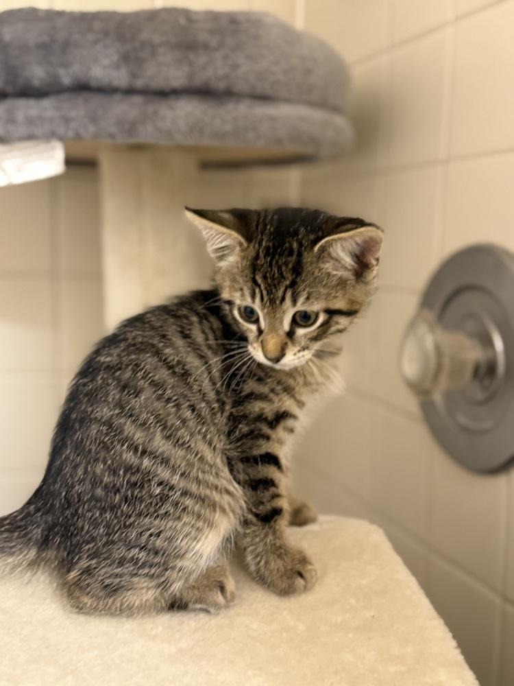 Enlarge Sir Milo, a Adoptable Domestic Short Hair in Wellington, FL image 2/3