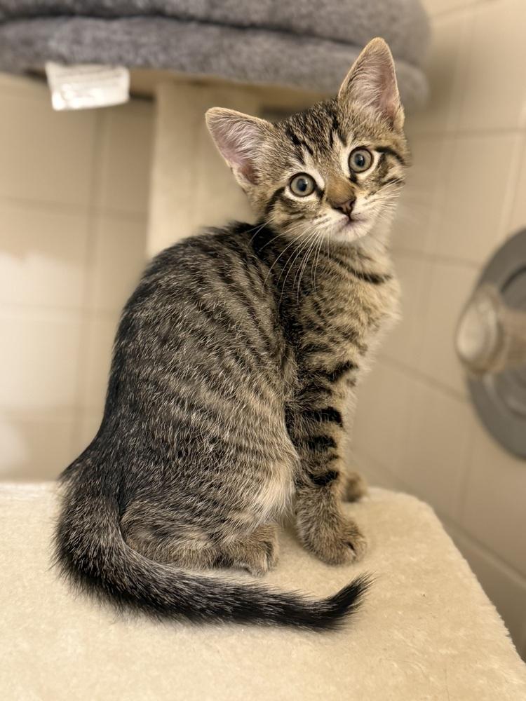 Enlarge Sir Milo, a Adoptable Domestic Short Hair in Wellington, FL image 3/3