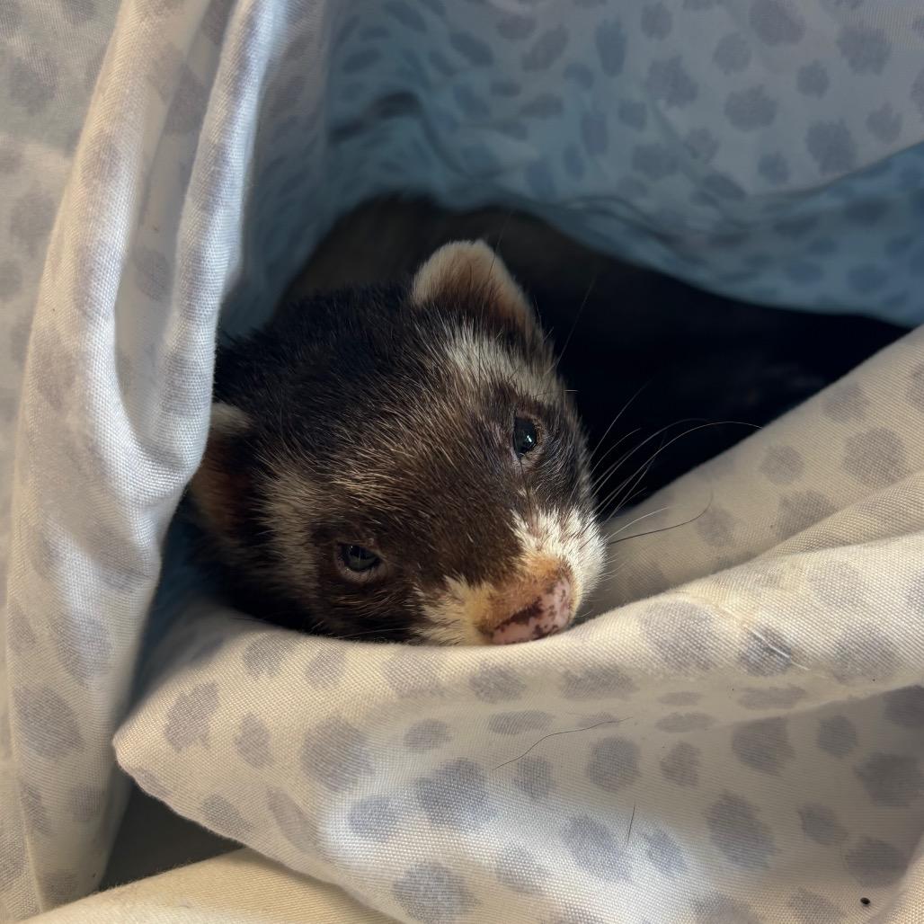 Freya, Adoptable, Adult Female Ferret.