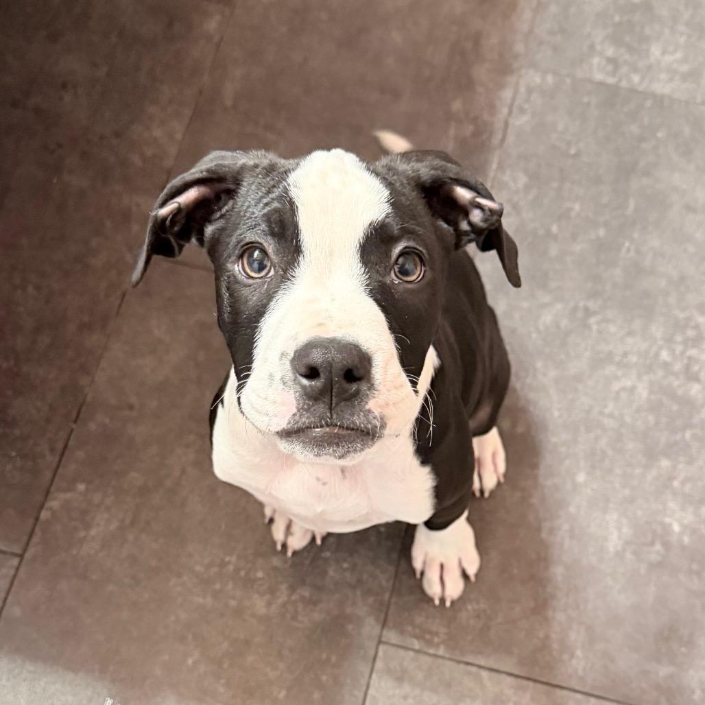 Enlarge Buddy, a Adoptable mixed breed in Northville, MI image 2/3