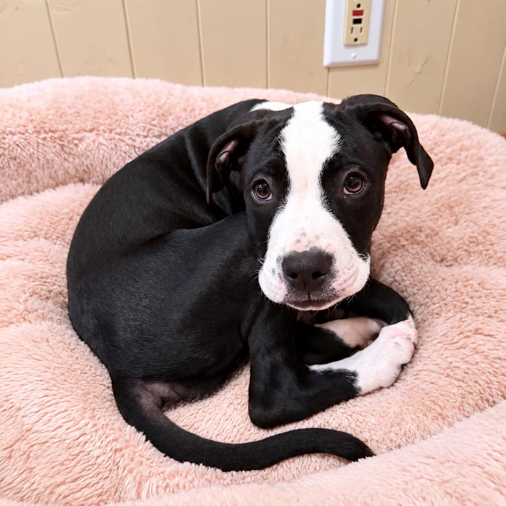 Enlarge Buddy, a Adoptable mixed breed in Northville, MI image 3/3