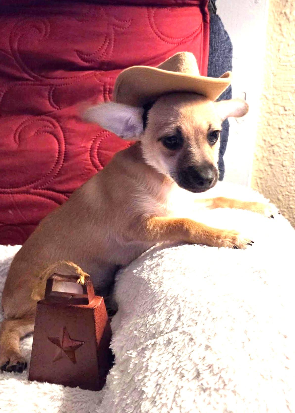 Tex, Adoptable, Puppy Male Terrier & Chihuahua.