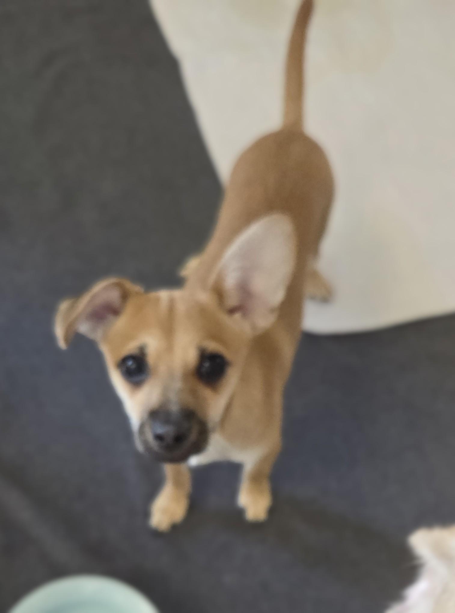 Enlarge Tex, a Adoptable mixed breed in Oakdale, CA image 3/3