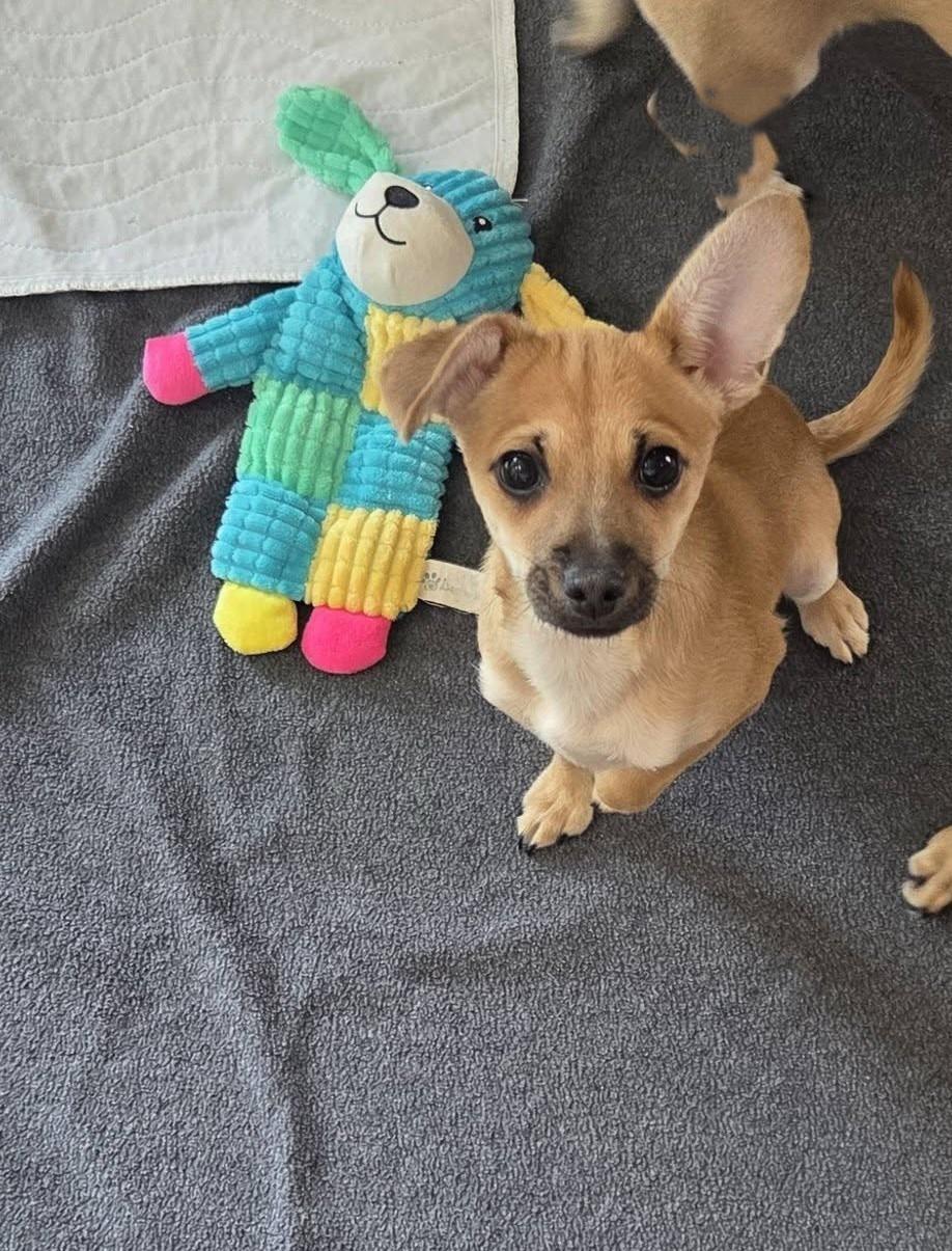 Enlarge Tex, a Adoptable mixed breed in Oakdale, CA image 1/3