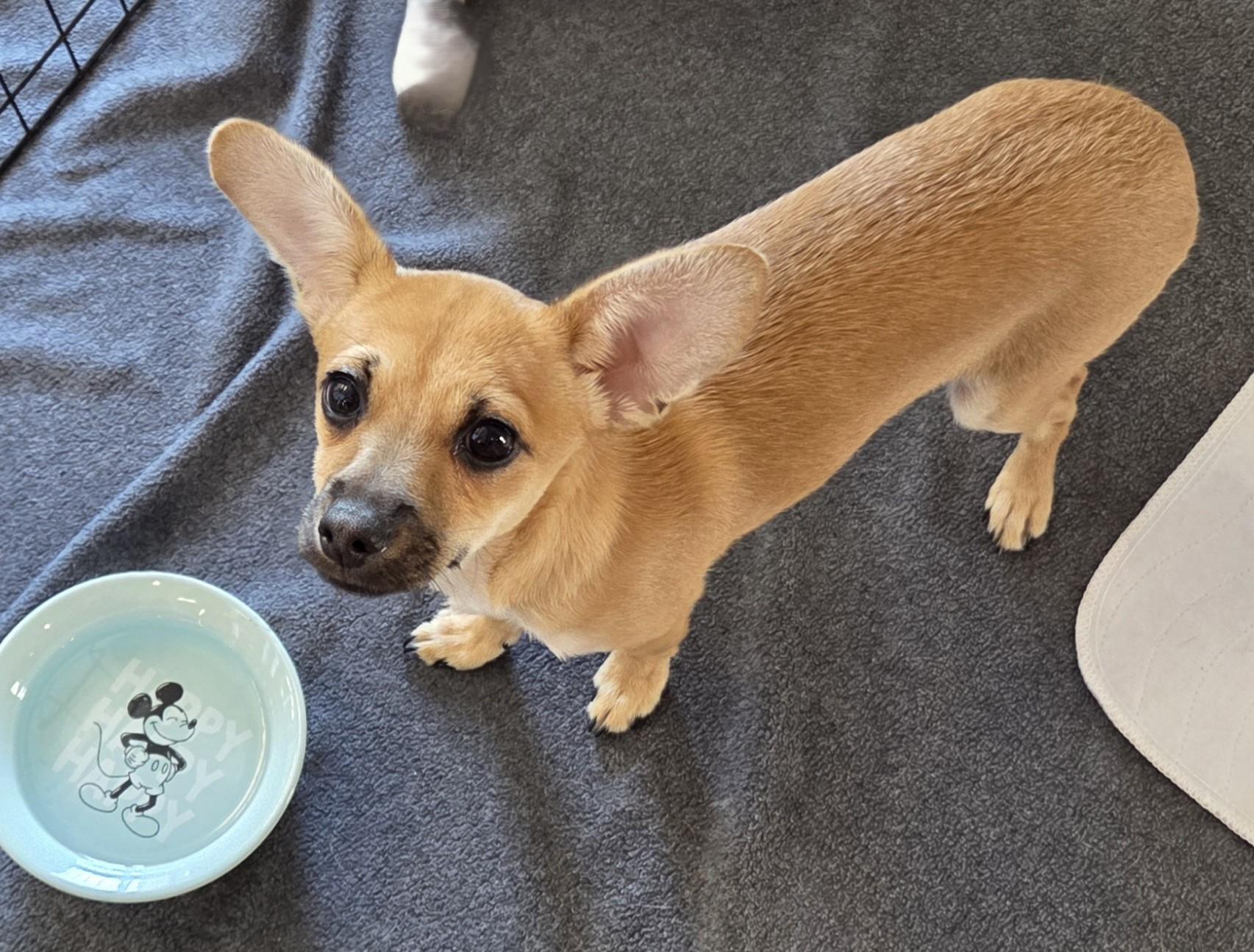 Enlarge Tex, a Adoptable mixed breed in Oakdale, CA image 2/3