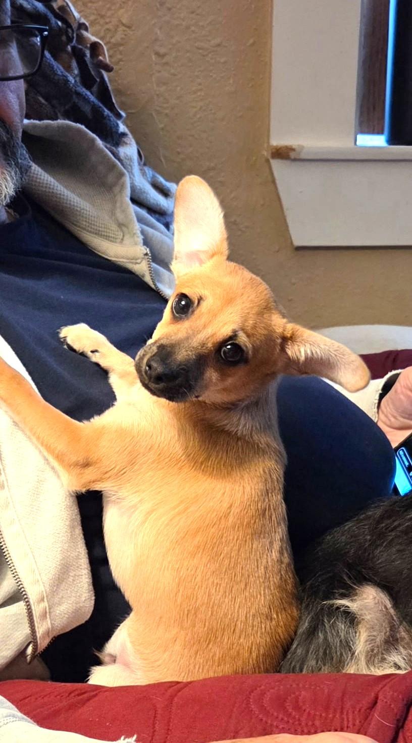 Enlarge Tex, a Adoptable mixed breed in Oakdale, CA image 2/3