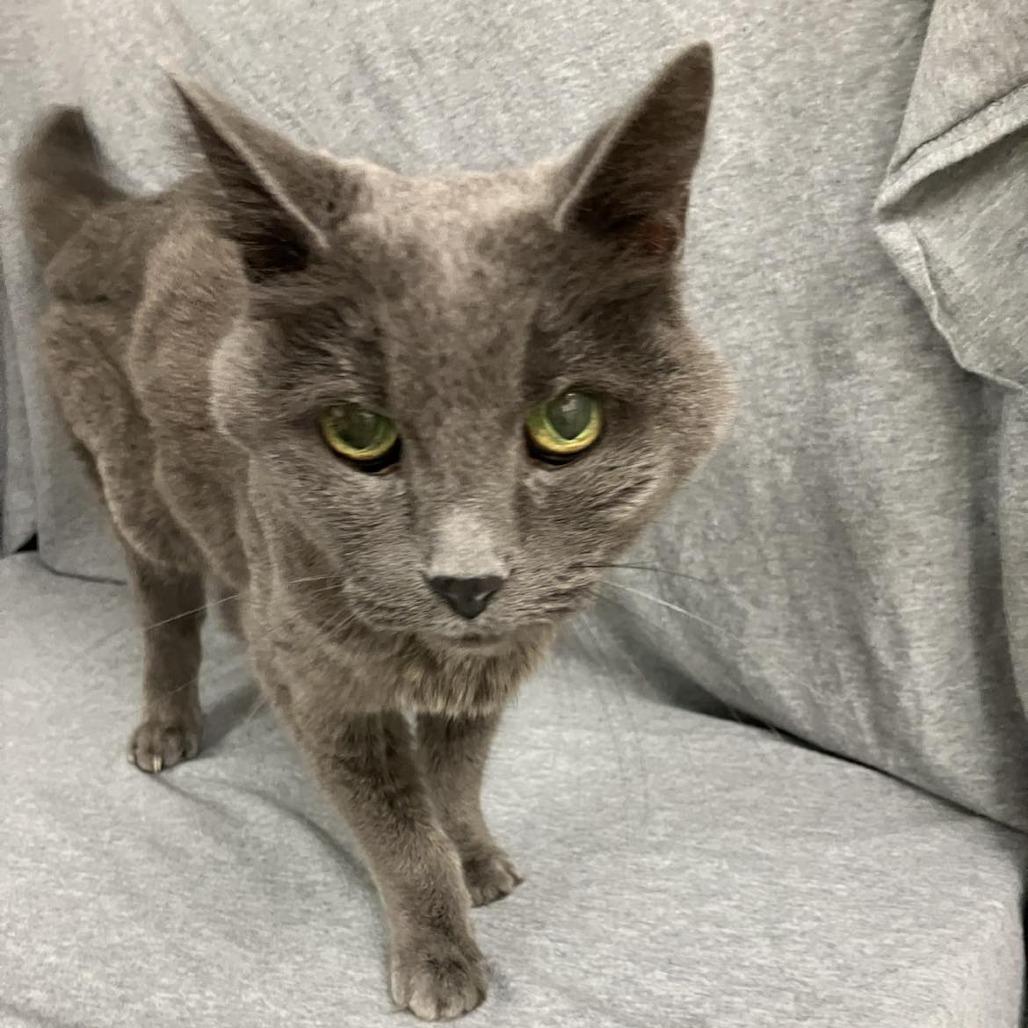 Misty — thumbnail 2