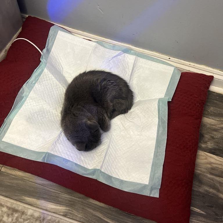 Misty — thumbnail 3