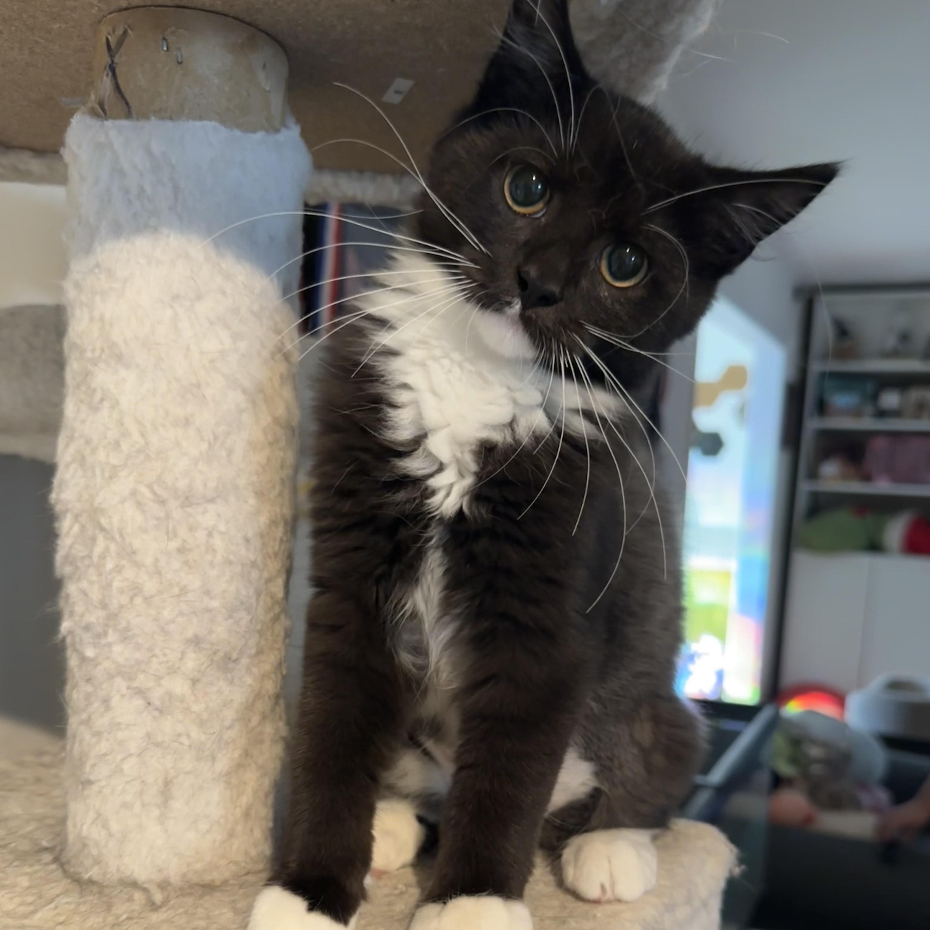 Enlarge Phoebe, a Adopted Domestic Medium Hair in Allentown, PA image 1/2