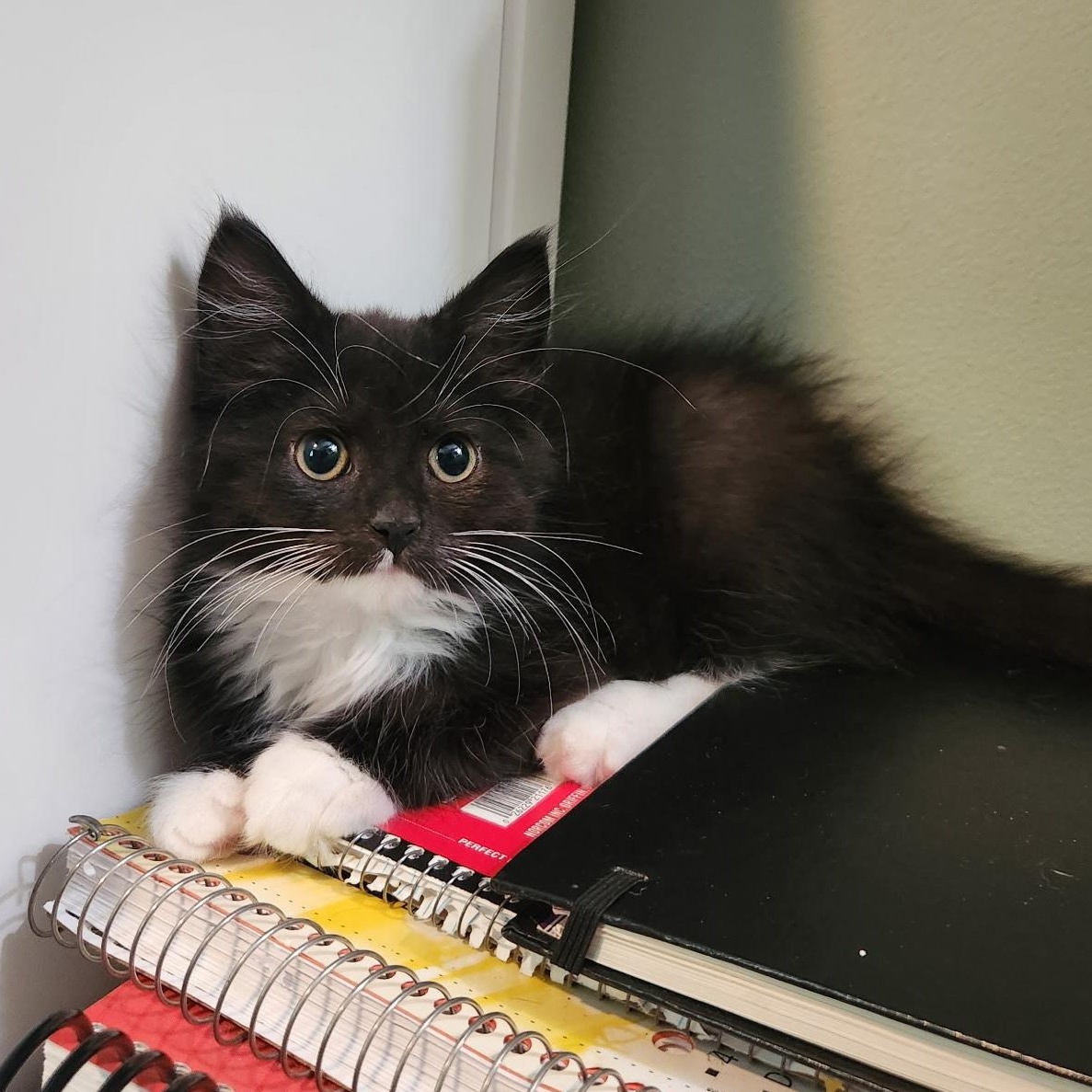 Enlarge Phoebe, a Adopted Domestic Medium Hair in Allentown, PA image 2/2