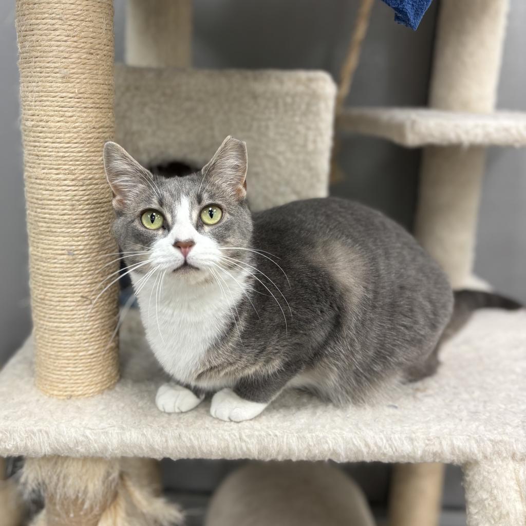 Billie (Bonded w/ Bob)