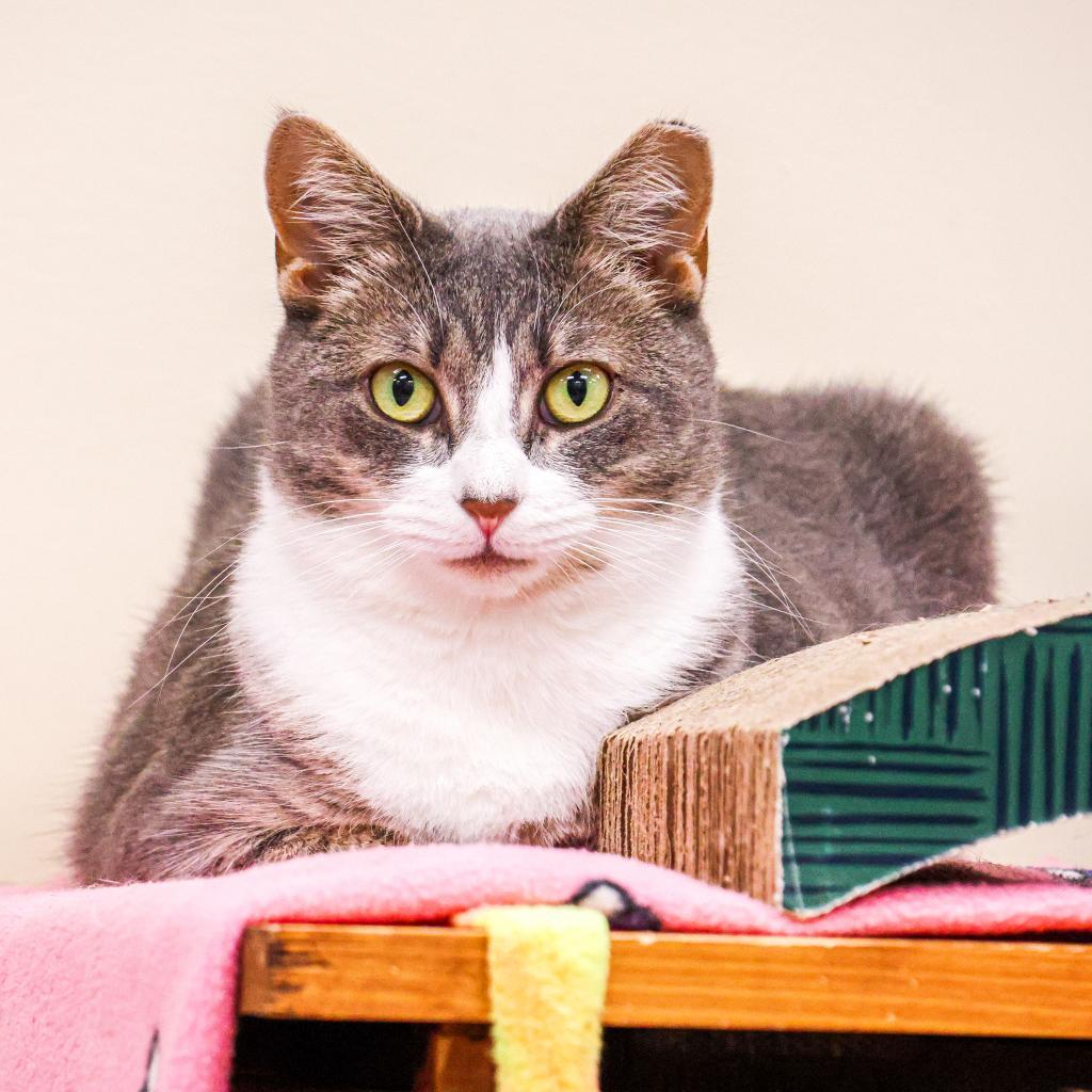 Billie (Bonded w/ Bob) — thumbnail 2