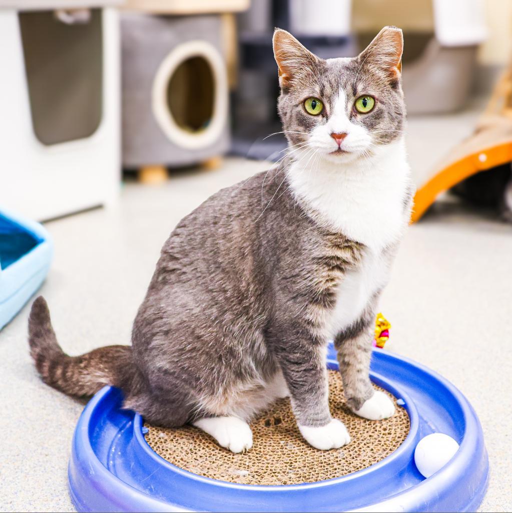 Billie (Bonded w/ Bob) — thumbnail 4