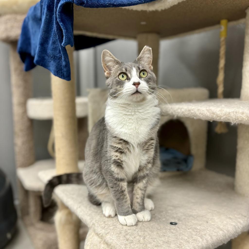 Billie (Bonded w/ Bob) — thumbnail 5