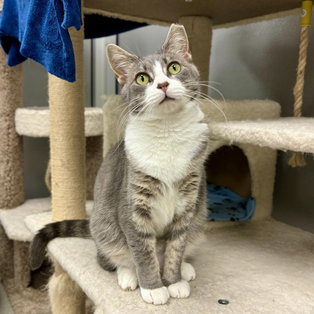 Billie (Bonded w/ Bob) — thumbnail 6