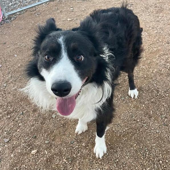 Billy Jack, Adoptable, Adult Male Border Collie.