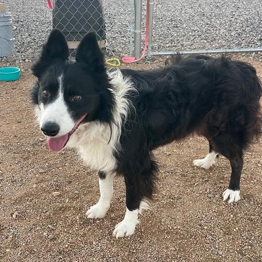 Enlarge Billy Jack, a Adoptable Border Collie in Prescott, AZ image 2/6