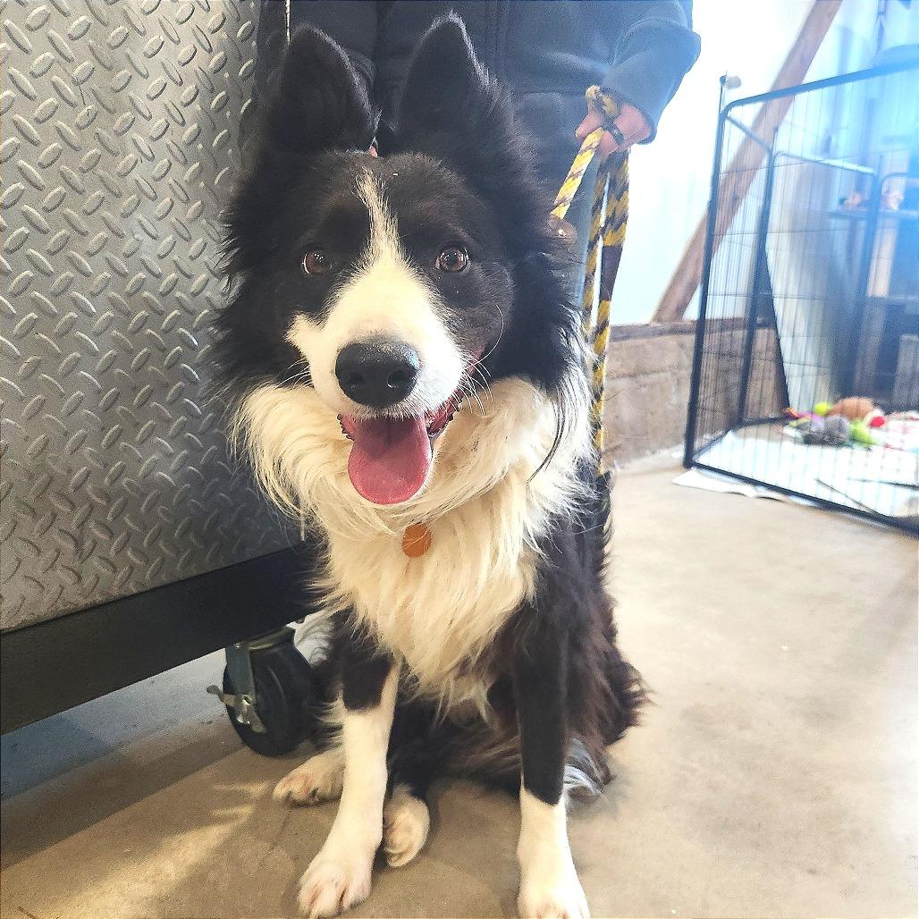 Enlarge Billy Jack, a Adoptable Border Collie in Prescott, AZ image 4/6