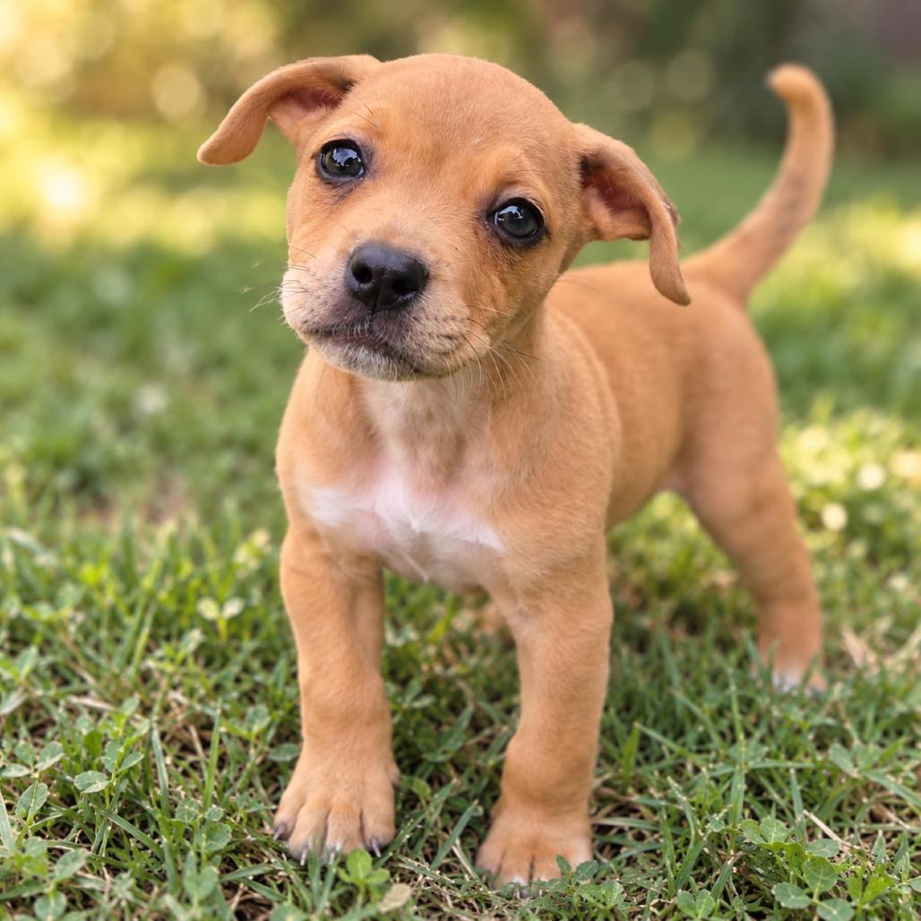Rebel, Adoptable, Puppy Female Retriever & Mixed Breed.