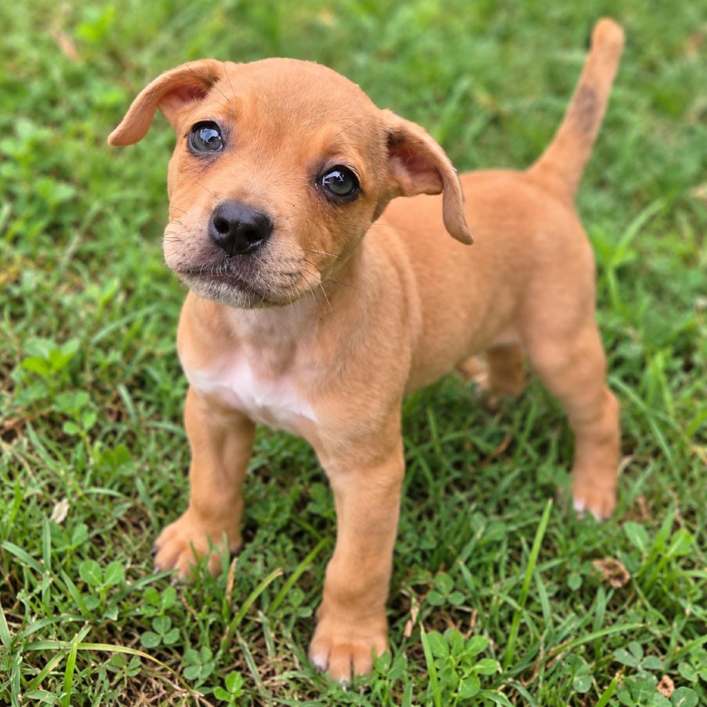 Enlarge Rebel, a Adoptable mixed breed in Griswold, CT image 2/5