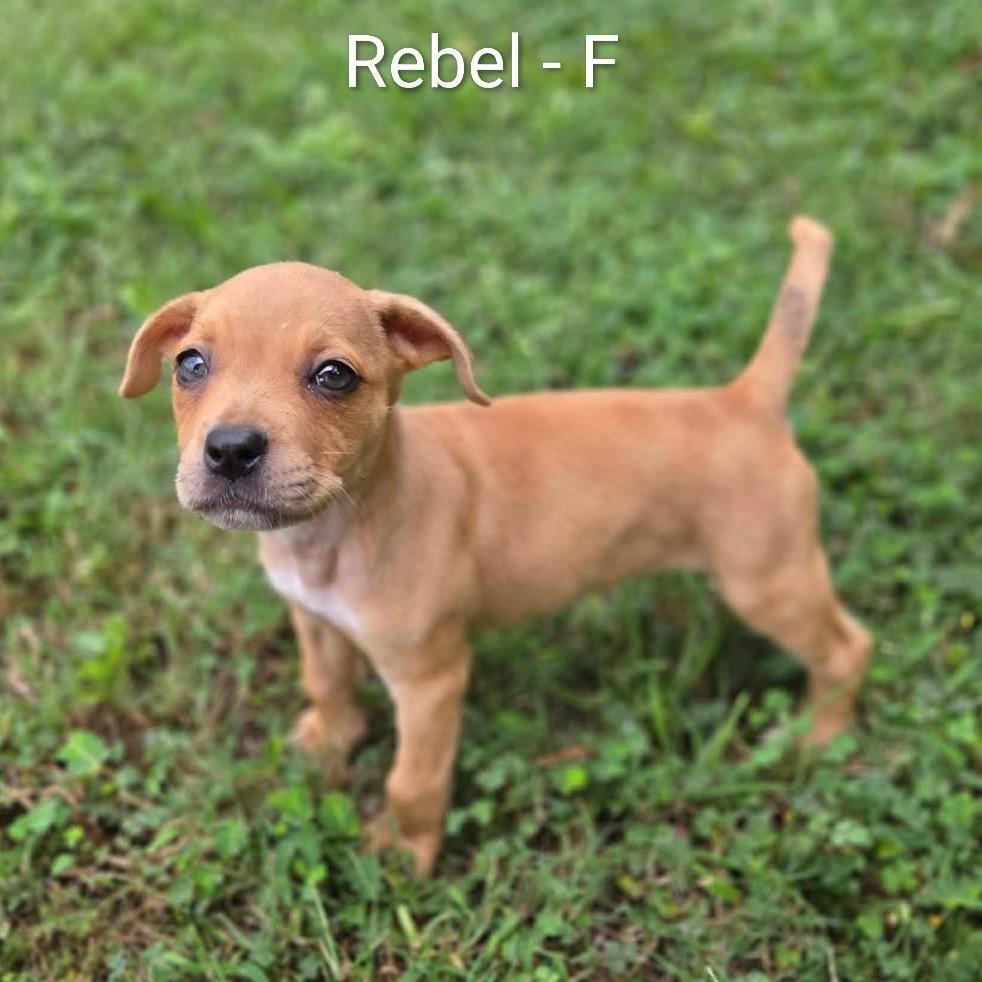 Enlarge Rebel, a Adoptable mixed breed in Griswold, CT image 3/5