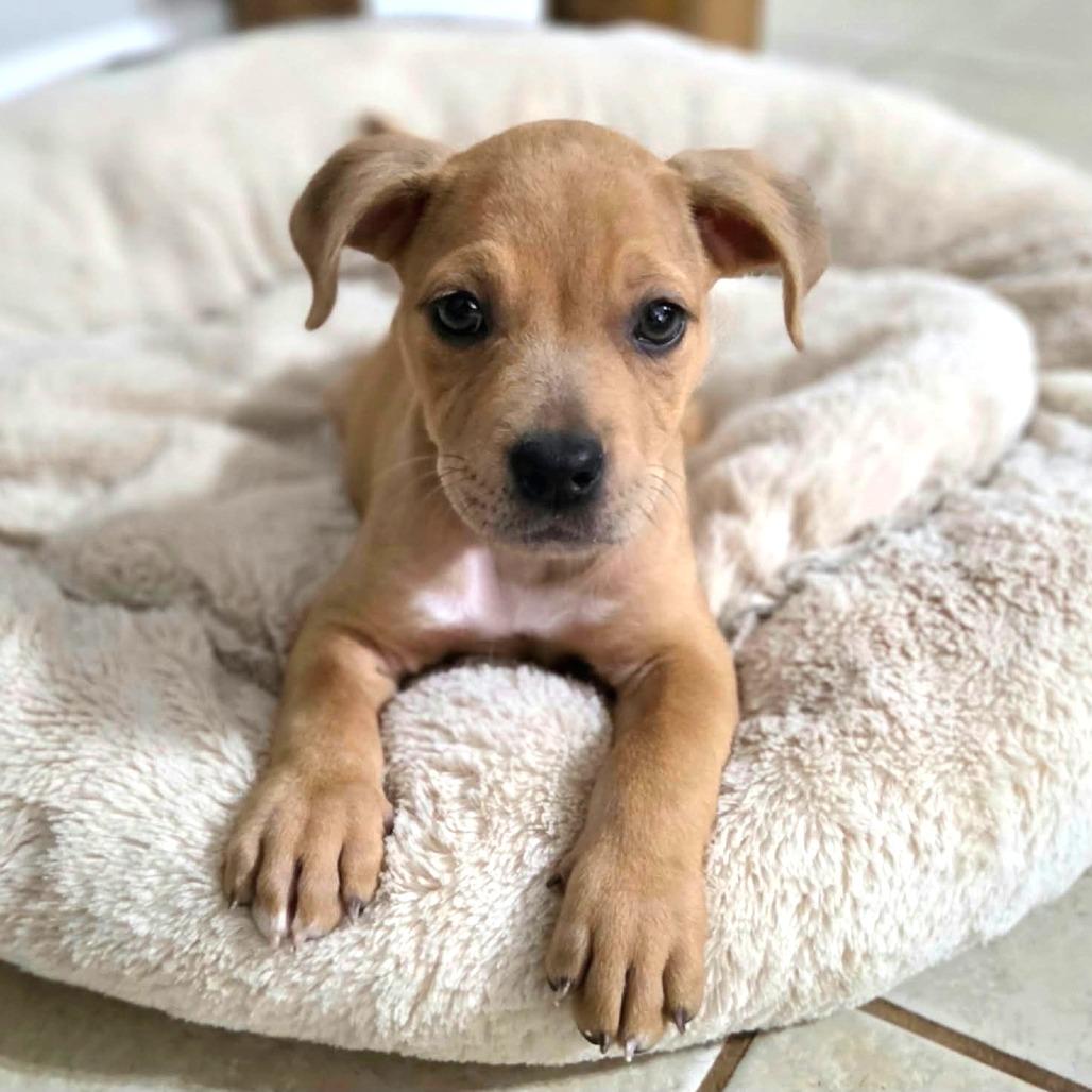 Enlarge Rebel, a Adoptable mixed breed in Griswold, CT image 4/5