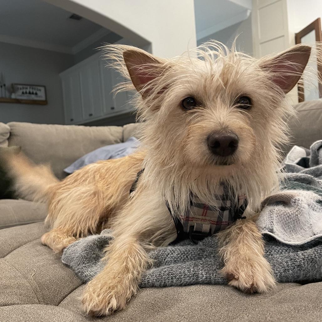 Esperanza AKA Essie, a Adoptable Labrador Retriever in Montgomery, TX image 1/4