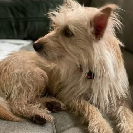 Esperanza AKA Essie, a Adoptable Labrador Retriever in Montgomery, TX image 2/4