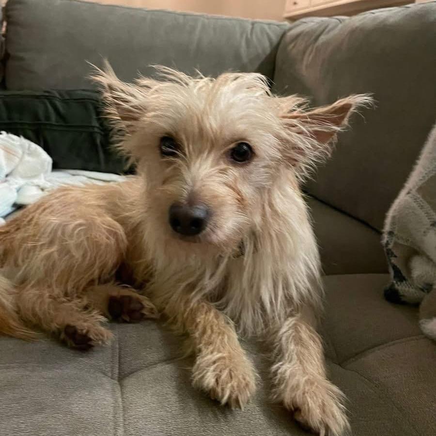 Esperanza AKA Essie, a Adoptable Labrador Retriever in Montgomery, TX image 3/4