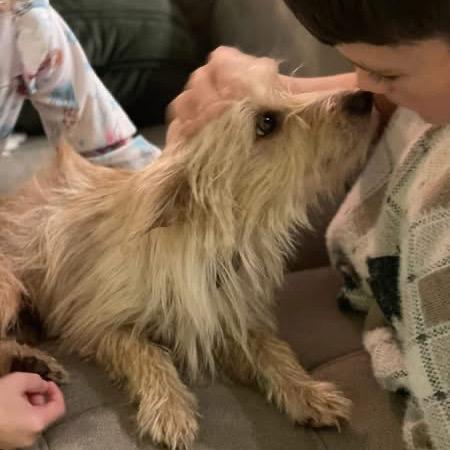 Esperanza AKA Essie, a Adoptable Labrador Retriever in Montgomery, TX image 4/4