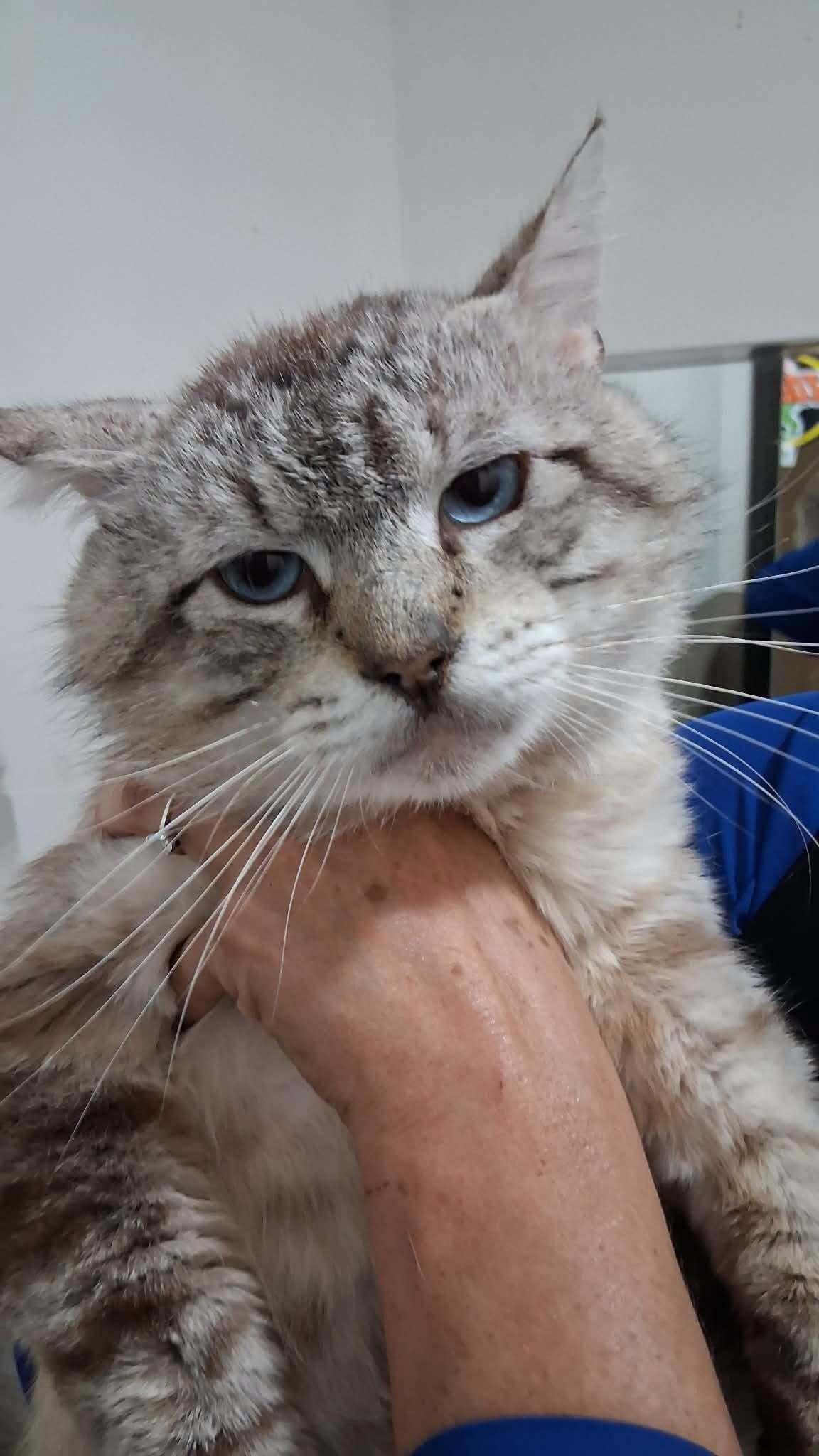 Diet Coke, ADOPTABLE, Adult Male Siamese.